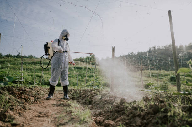 Best Affordable Pest Control Services  in Beckley, WV